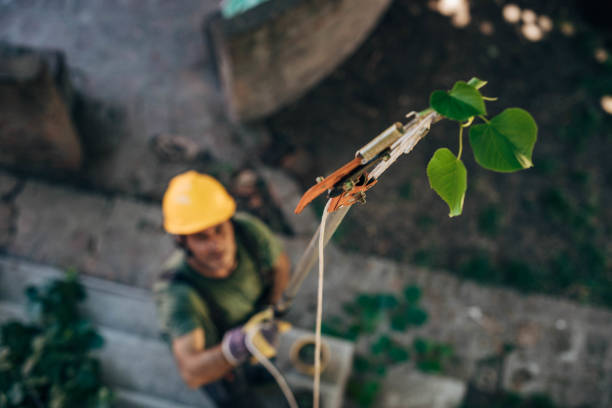 Best Tree Root Removal  in Oil City, PA